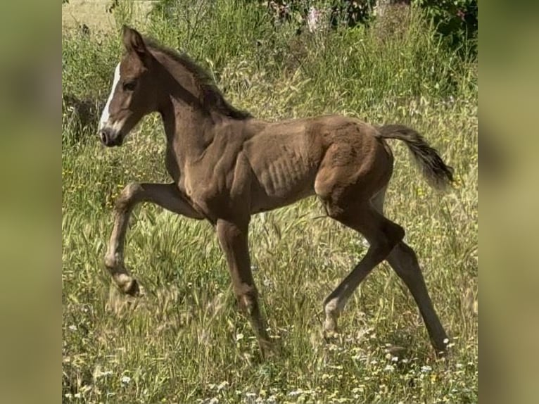 Oldenburger Merrie  167 cm Bruin in Madrid