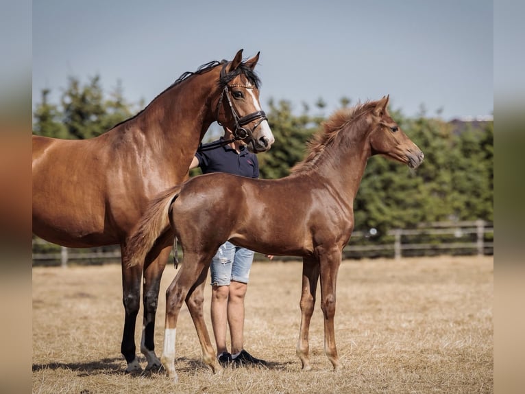 Oldenburger Merrie Veulen (04/2026) 167 cm Donkere-vos in Holdorf