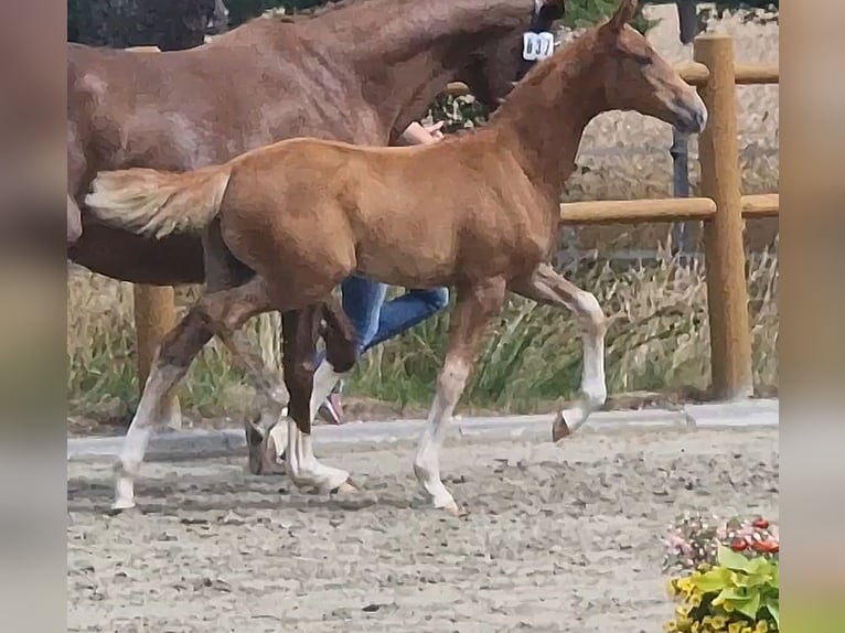 Oldenburger Merrie  167 cm Vos in Wittmund