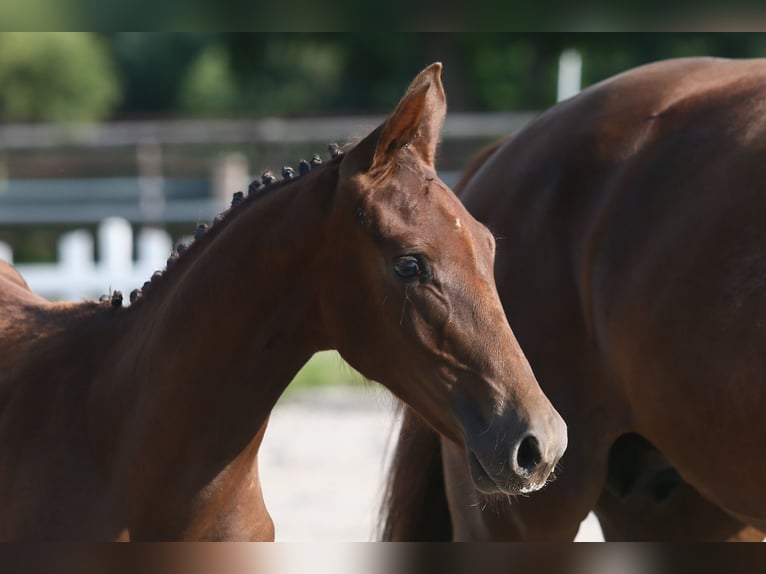 Oldenburger Merrie  168 cm Donkere-vos in Wittmund