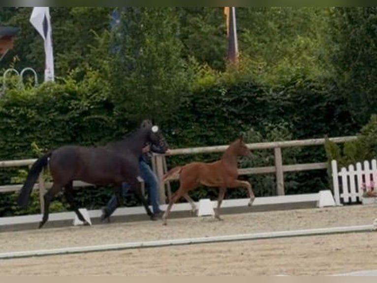 Oldenburger Merrie Veulen (04/2026) 168 cm  in Bramsche