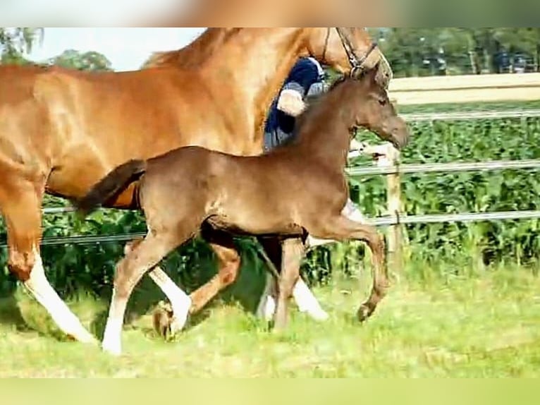 Oldenburger Merrie Veulen (04/2025) 168 cm Zwart in D&#xF6;tlingen