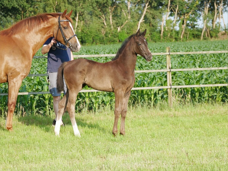 Oldenburger Merrie Veulen (04/2025) 168 cm Zwart in D&#xF6;tlingen