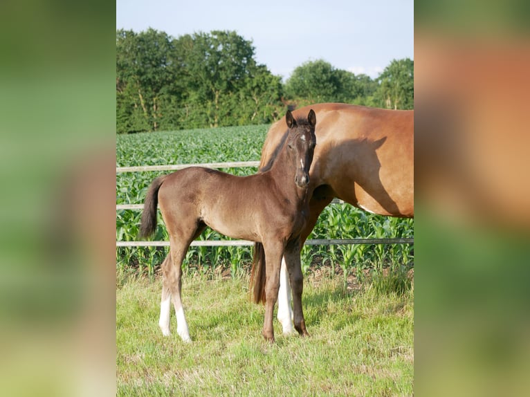Oldenburger Merrie Veulen (04/2025) 168 cm Zwart in D&#xF6;tlingen