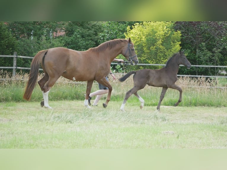 Oldenburger Merrie Veulen (04/2025) 168 cm Zwart in D&#xF6;tlingen