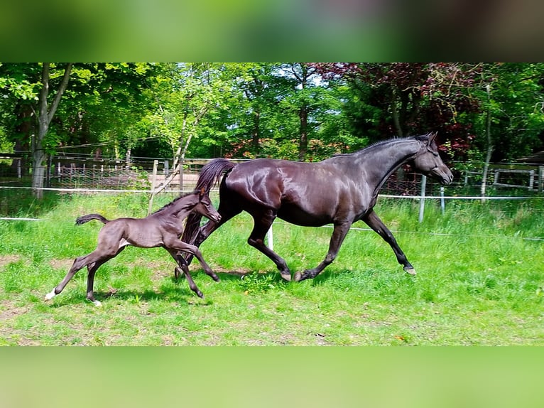 Oldenburger Merrie Veulen (05/2026) 168 cm Zwart in Wittmund