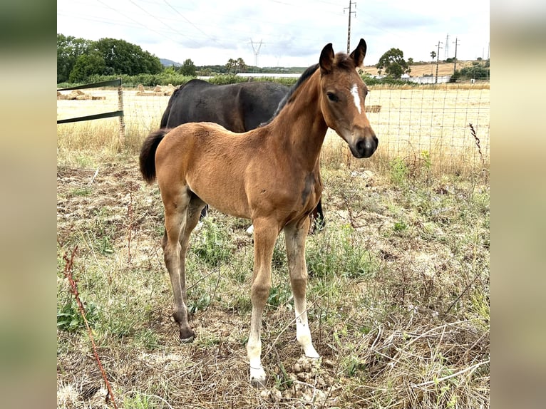Oldenburger Merrie  168 cm Zwart in Sintra