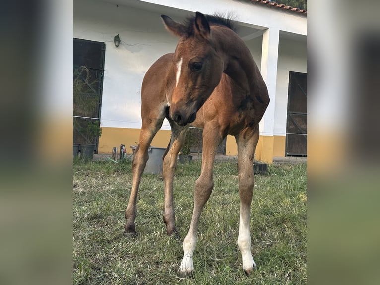 Oldenburger Merrie  168 cm Zwart in Sintra