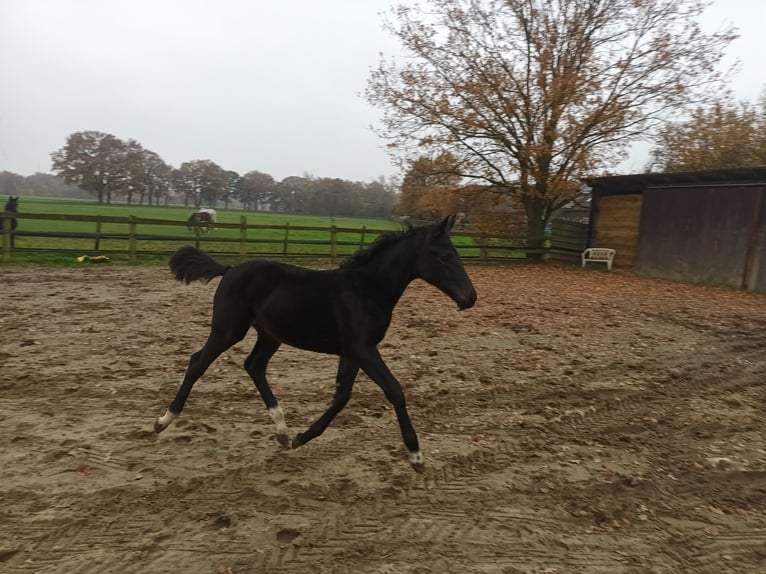 Oldenburger Merrie Veulen (06/2025) 168 cm Zwartbruin in Dinklage