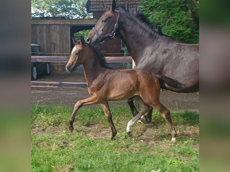 Oldenburger Merrie Veulen (05/2026) 168 cm Zwartbruin in Hude (Oldenburg)