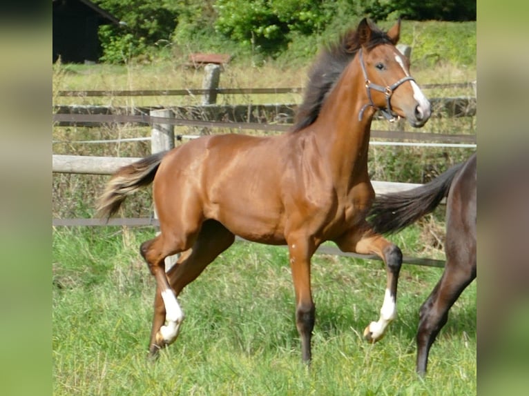 Oldenburger Merrie Veulen (02/2025) 169 cm Bruin in Greifenstein
