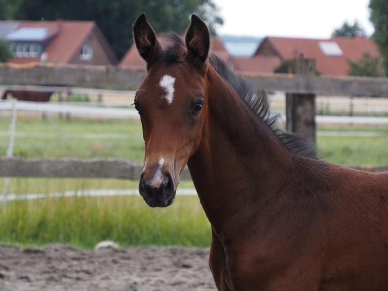 Oldenburger Merrie Veulen (06/2025) 169 cm Bruin in Bramsche