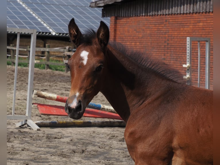 Oldenburger Merrie Veulen (06/2025) 169 cm Bruin in Bramsche