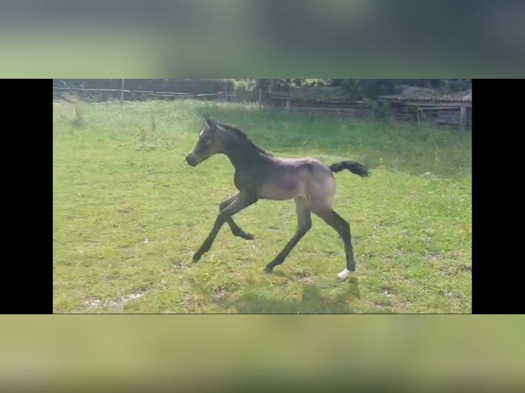 Oldenburger Merrie veulen (06/2024) 169 cm Buckskin in Mellrichstadt