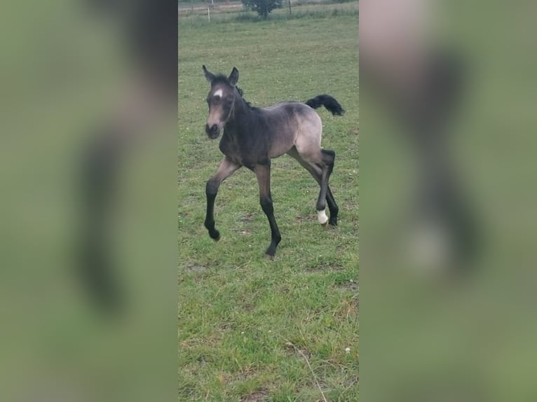 Oldenburger Merrie veulen (06/2024) 169 cm Buckskin in Mellrichstadt