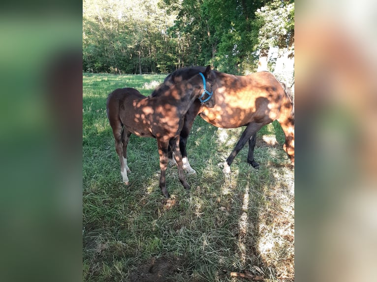 Oldenburger Merrie  169 cm Donkerbruin in Emlichheim