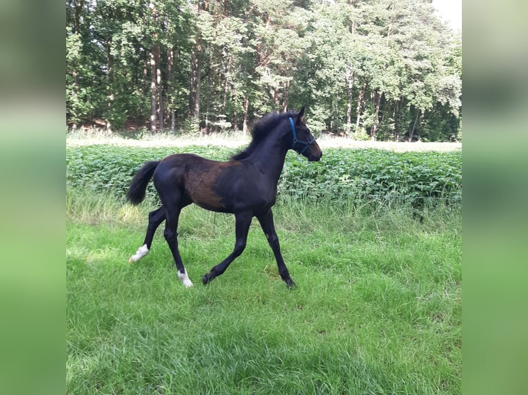 Oldenburger Mix Merrie  169 cm Donkerbruin in Emlichheim