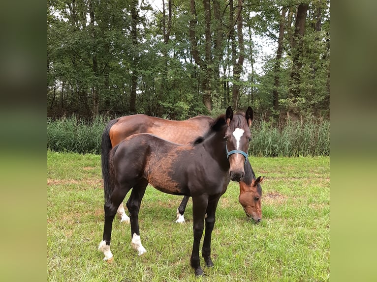 Oldenburger Mix Merrie  169 cm Donkerbruin in Emlichheim