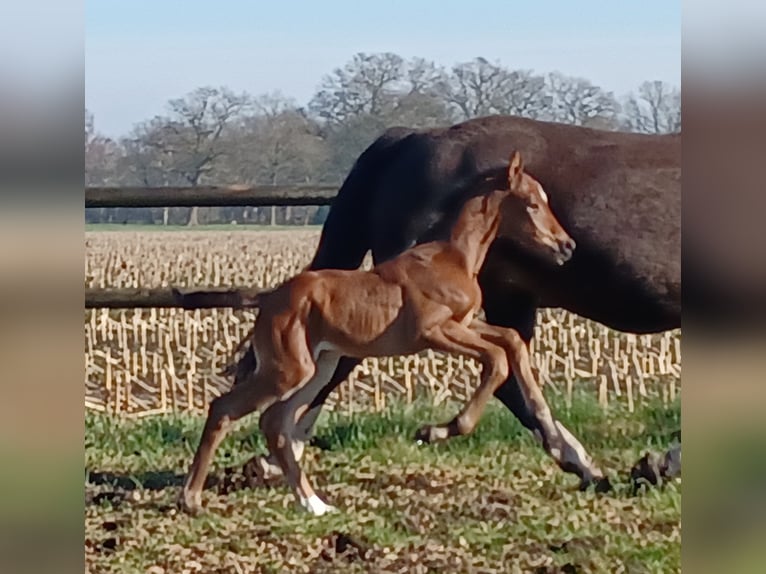 Oldenburger Merrie veulen (03/2024) 170 cm Bruin in Hude (Oldenburg)