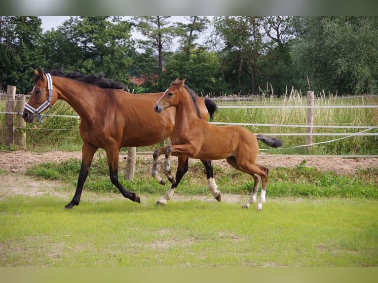 Oldenburger Merrie  170 cm Bruin in Rodenberg
