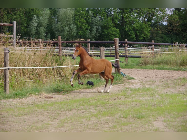 Oldenburger Merrie  170 cm Bruin in Rodenberg