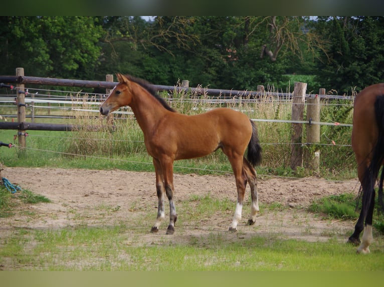 Oldenburger Merrie  170 cm Bruin in Rodenberg