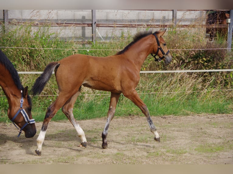 Oldenburger Merrie  170 cm Bruin in Rodenberg