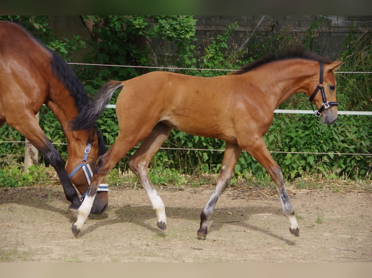 Oldenburger Merrie  170 cm Bruin in Rodenberg
