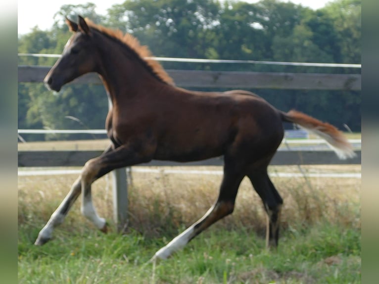 Oldenburger Merrie Veulen (03/2025) 170 cm Bruin in Greifenstein