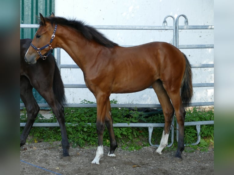 Oldenburger Merrie Veulen (03/2025) 170 cm Bruin in Greifenstein