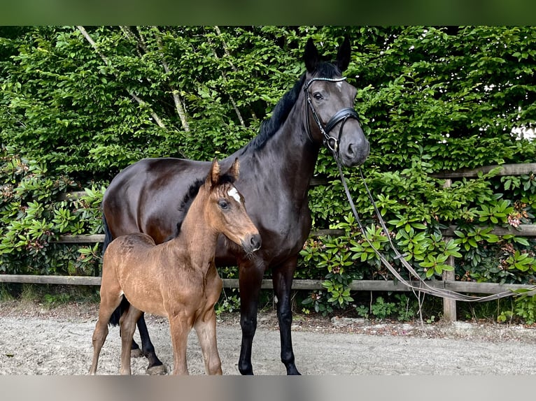 Oldenburger Merrie veulen (05/2024) 170 cm Donkerbruin in Drantum