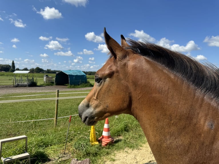 Oldenburger Merrie veulen (03/2024) 170 cm Donkerbruin in Neuenkirchen