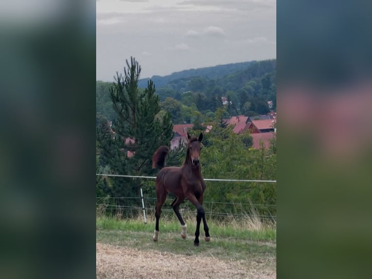 Oldenburger Merrie Veulen (04/2025) 170 cm Donkerbruin in Helmsdorf