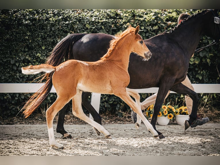 Oldenburger Merrie veulen (04/2024) 170 cm Donkere-vos in Bad Münder am Deister