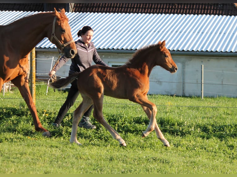 Oldenburger Merrie  170 cm Donkere-vos in Trockenborn