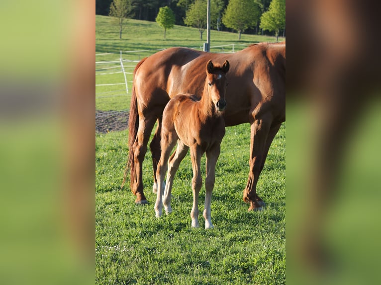 Oldenburger Merrie  170 cm Donkere-vos in Trockenborn