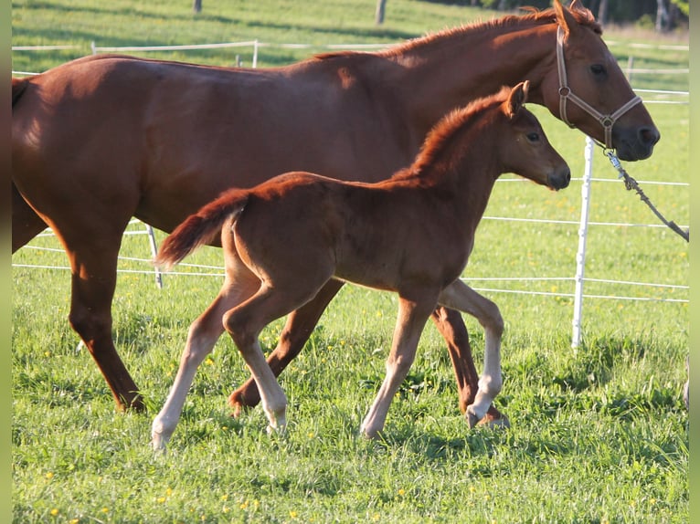 Oldenburger Merrie  170 cm Donkere-vos in Trockenborn