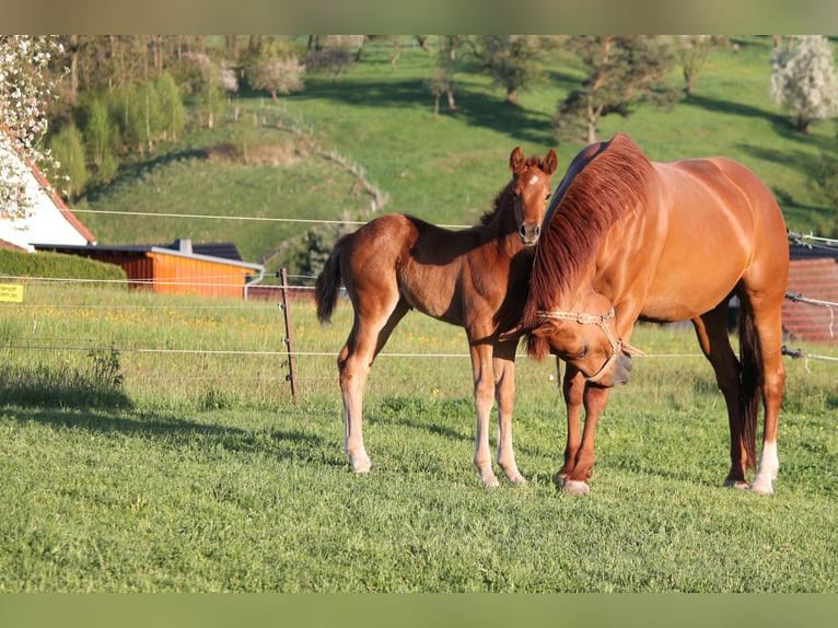 Oldenburger Merrie  170 cm Donkere-vos in Trockenborn