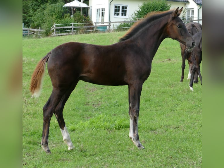 Oldenburger Merrie Veulen (03/2025) 170 cm Donkere-vos in Greifenstein