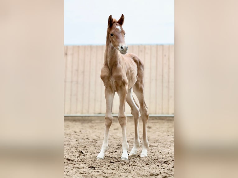 Oldenburger Merrie  170 cm Donkere-vos in Hohenahr