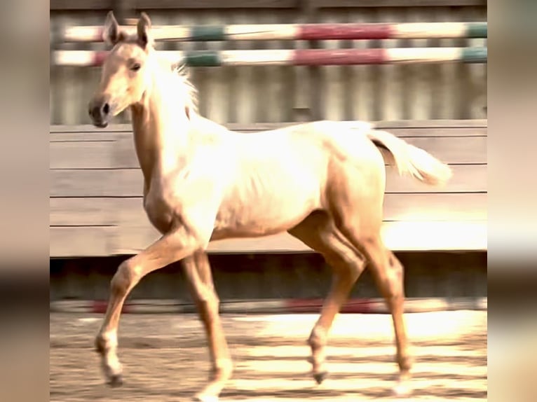 Oldenburger Merrie veulen (06/2024) 170 cm Palomino in Stuhr