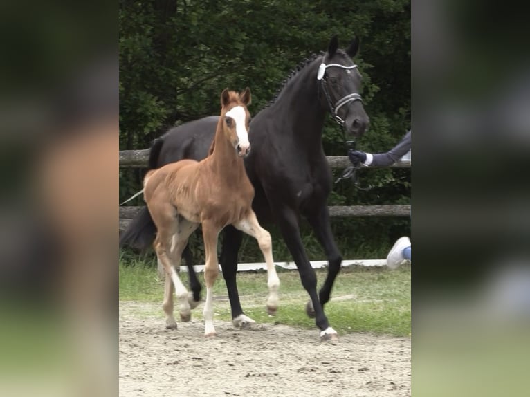 Oldenburger Merrie Veulen (04/2026) 170 cm Vos in Breklum