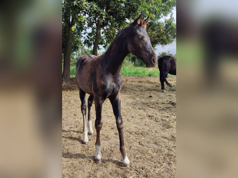 Oldenburger Merrie Veulen (05/2025) 170 cm Zwart in Fehrbellin Protzen