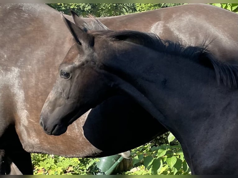 Oldenburger Merrie veulen (04/2024) 170 cm Zwartbruin in Löningen