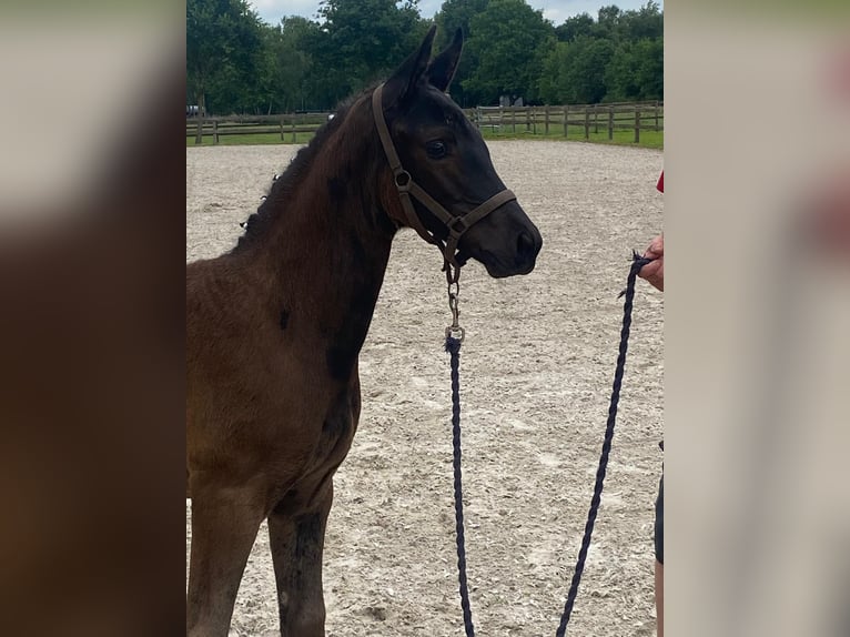 Oldenburger Merrie  170 cm Zwartbruin in SaterlandSaterland