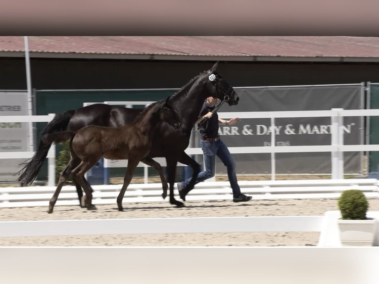Oldenburger Merrie  170 cm Zwartbruin in SaterlandSaterland