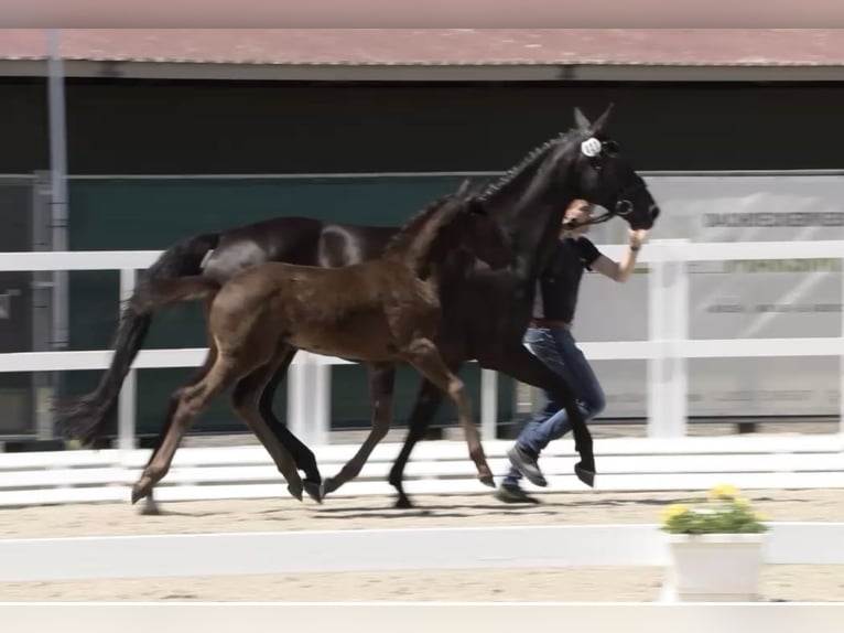 Oldenburger Merrie  170 cm Zwartbruin in SaterlandSaterland