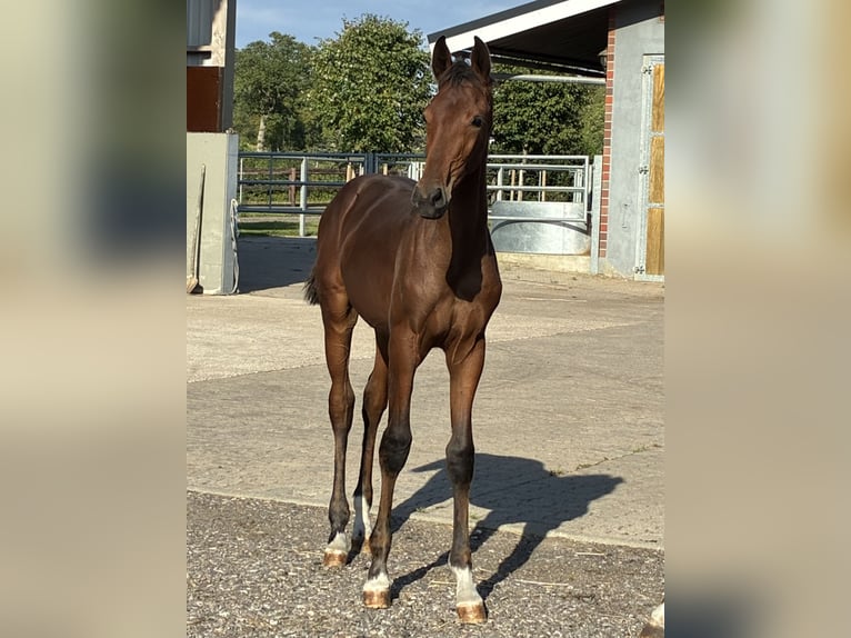 Oldenburger Merrie Veulen (05/2026) 172 cm Bruin in NehmsBlunk