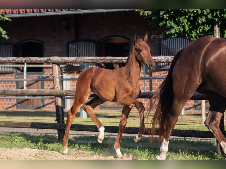 Oldenburger Merrie Veulen (05/2026) 172 cm Bruin in NehmsBlunk
