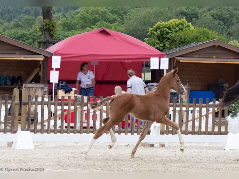 Oldenburger Merrie Veulen (04/2025) 172 cm Vos in Hennef